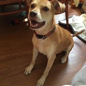 Fundraising Page: Nancy Bown